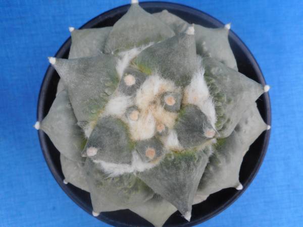 サボテン多肉植物　カリフラワー×怒涛