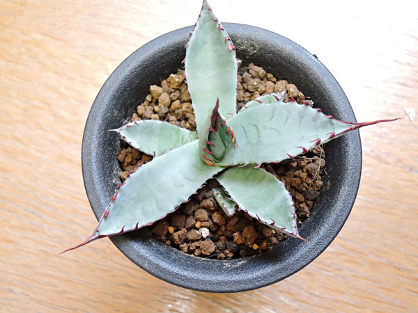 アガベ 屈原の舞扇 #3_1