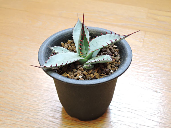 アガベ 屈原の舞扇 #3_2