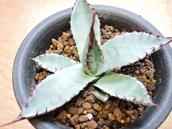 アガベ 屈原の舞扇 #3_3