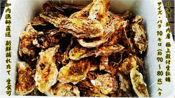 ■北海道物産■北海道知内産 漁師直送にてお届け！「知内産」極上殻付生牡蠣 サイズ：バラ 10キロ（約70～80枚）品質・味に自信あり！'