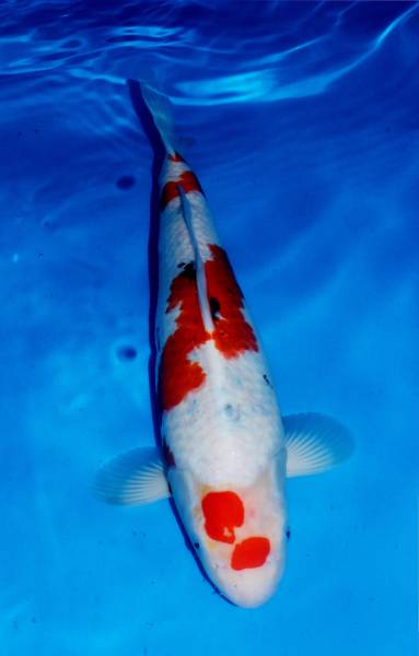 ☆スペシャル鯉 鯉の洋平産 大正三色 ４５センチ ２歳 ☆