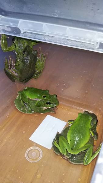 産卵間近のモリアオガエル3ペア