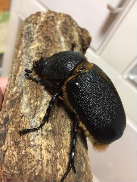 サボテン 多肉植物 ギムノカリキュウム 九紋竜錦 サボテンコレクション