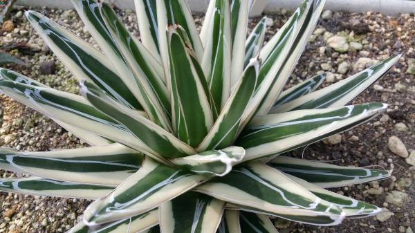 サボテン　多肉　氷山