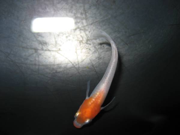 ■富士牡丹(たんちょう)計2匹！①