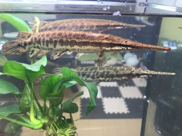 厳選個体 フロリダガー 20cm 濃茶色 太め！_1