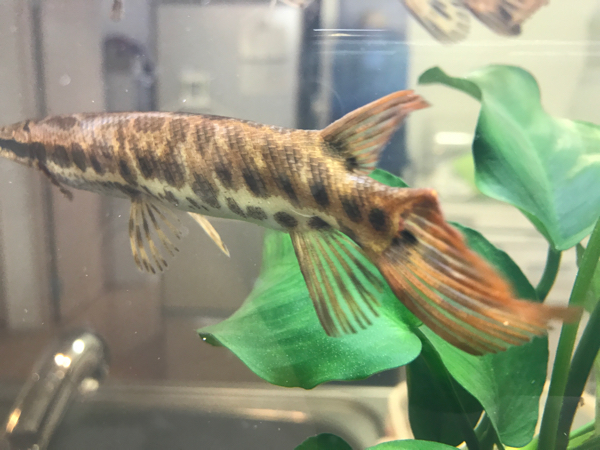 厳選個体 フロリダガー 20cm 濃茶色 太め！_2