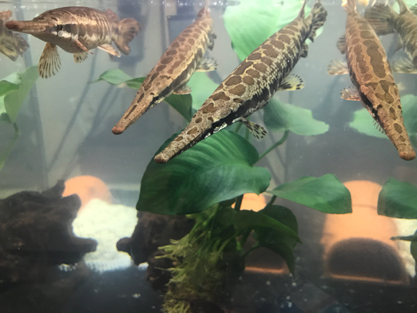 厳選個体 フロリダガー 20cm 濃茶色 太め！_3