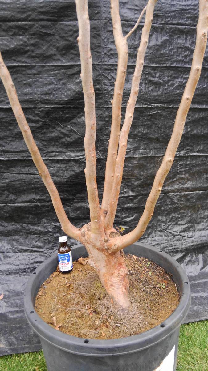 ヒメシャラ 本株 310cm＃338 株立ち 雑木