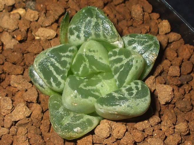 多肉　ハオルチア 蛙玉　モンスト ハオルチア 蛙玉 Haworthia Kaerudama ハオルチア_ピクタ_モンスト_蛙