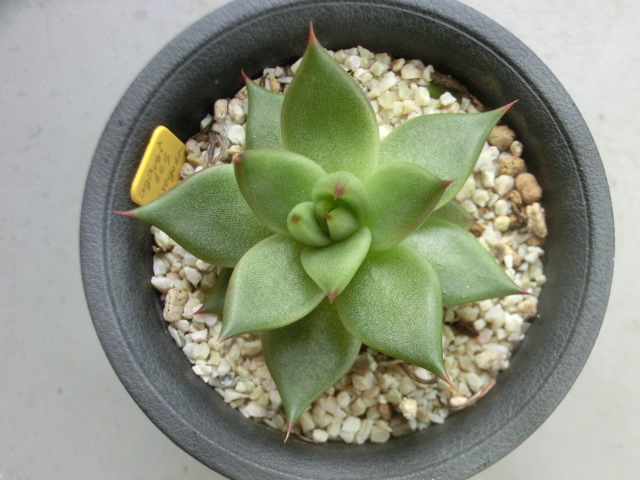多肉植物 エケベリア Britoza（エケベリアの育て方｜植え替えや水やり 