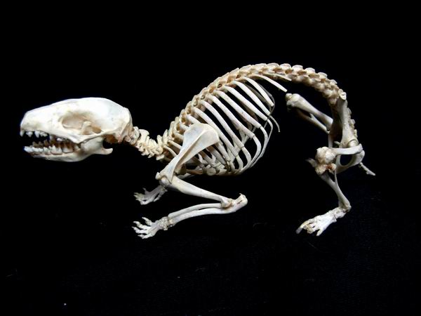 ネズミ 骨格 地球屋ER13631 骨の標本 ナミハリネズミ 全身骨格 の入札