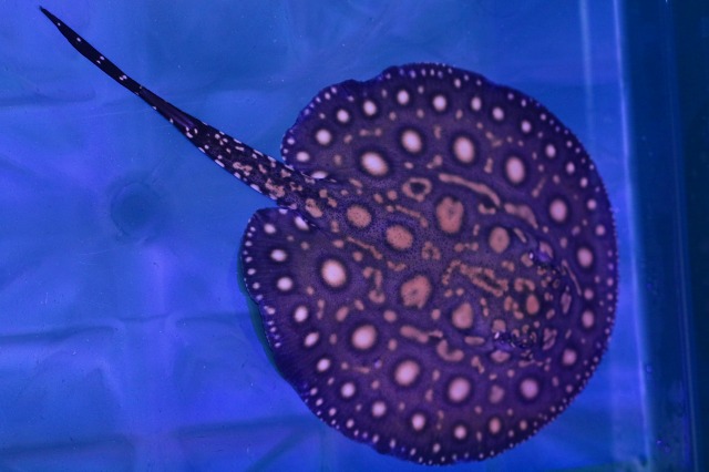 h257861515.2