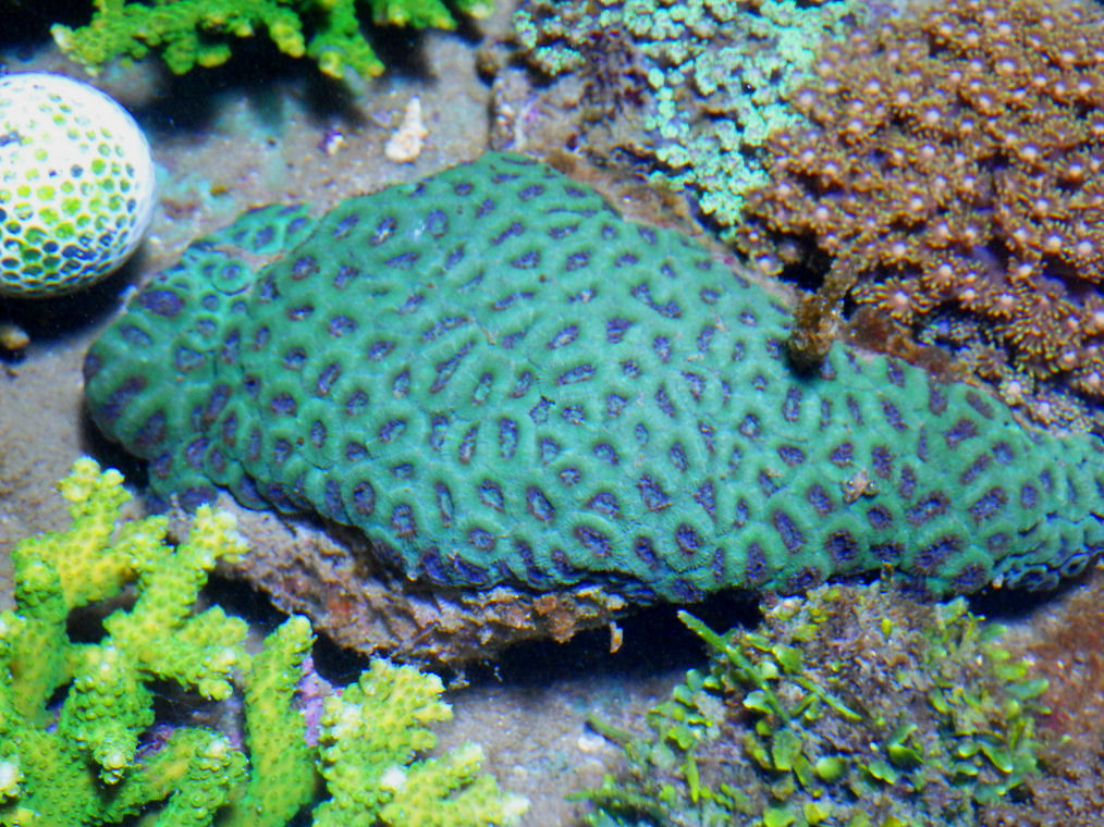 kainazzo キクメイシ-1