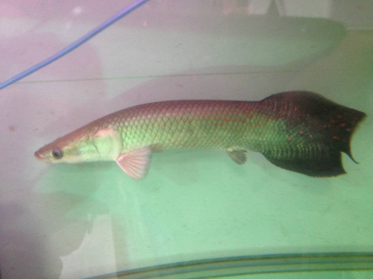 スーパーレッドピラルクー40センチくらいの個体