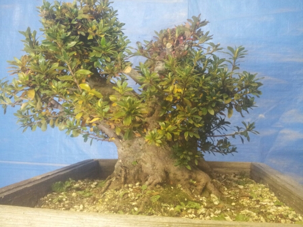 青空★植木★皐月★盆栽★売り切り！