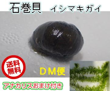 石巻貝 10匹 A 死着補償 アナカリス３本おまけ 即日発送 イシマキガイ 水質浄化 苔取り 水槽掃除 アクアリウムの定番 Dm便 魚類 水生生物 売買されたオークション情報 Yahooの商品情報をアーカイブ公開 オークファン Aucfan Com