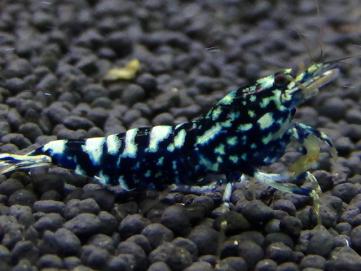 「ＢＬＥＳＳ」極上エボリューション血統　若個体１０匹