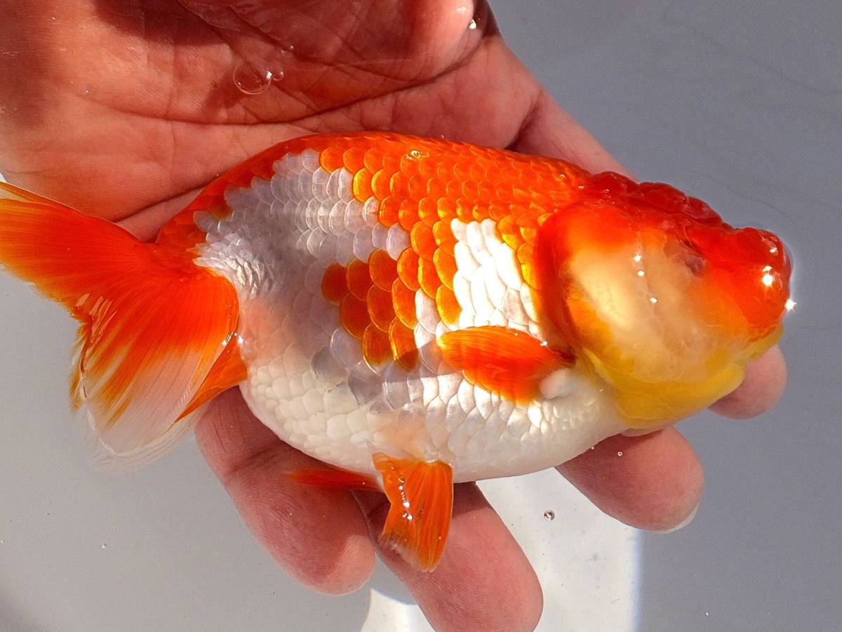 ■日らん優等兄弟魚■荻谷冨士夫氏作仔・当歳・13.5cm雄■F-56■