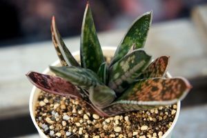 200品100円 多肉植物 177 ガステリア 臥牛錦 斑入 ※土日落札分