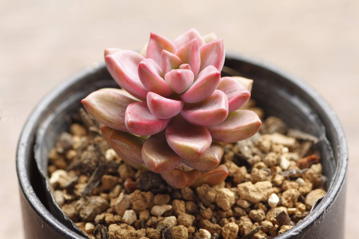 ★多肉植物★　ピーチ姫（グラプトペタルム）_1