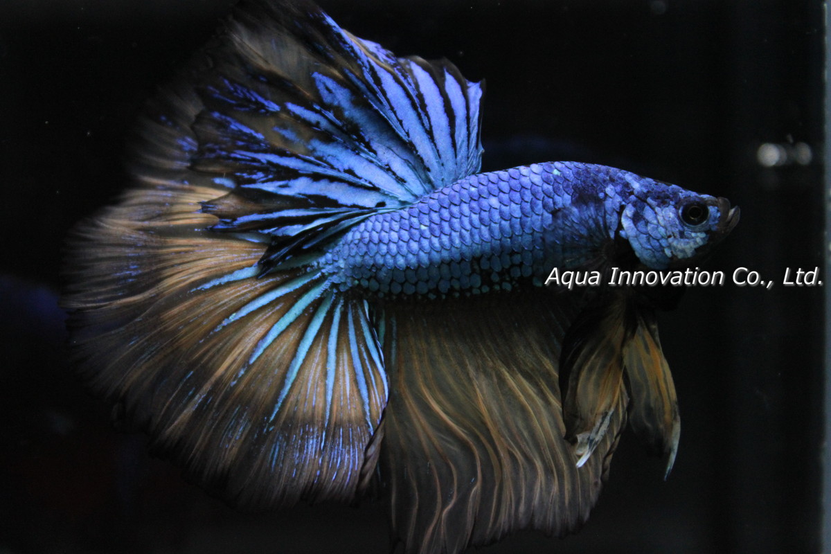 王者の風格、ヒレのなびきかたが違います。オーバーハーフムーン、マスタードドラゴン オス 約5.5cm