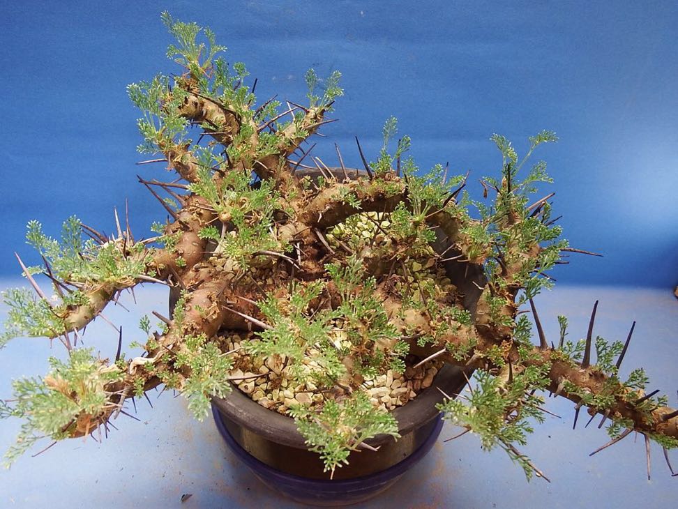 サボテン 多肉植物 88 サルコカウロン ヘレー Sarcocaulon herrei 巨大 塊根　コーデックス