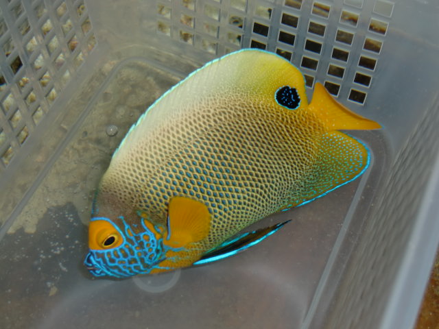 海水魚・ヤッコブルーフェイスエンゼル(アデヤッコ 大きめ～13CM 