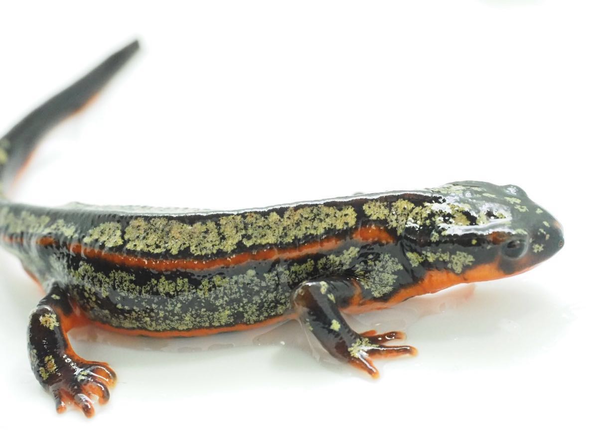 オキナワシリケンイモリ 全身金箔個体 トリオ イモリ サラマンダー 売買されたオークション情報 Yahooの商品情報をアーカイブ公開 オークファン Aucfan Com
