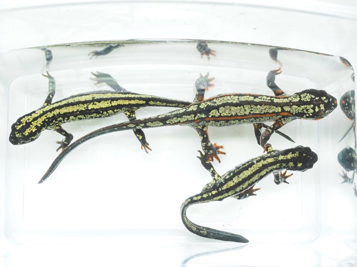 オキナワシリケンイモリ 全身金箔個体 トリオ イモリ サラマンダー 売買されたオークション情報 Yahooの商品情報をアーカイブ公開 オークファン Aucfan Com