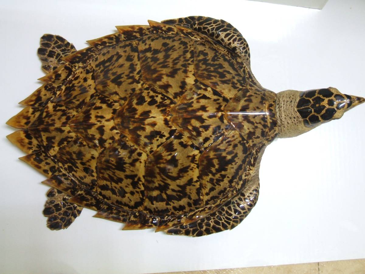 剥製 タイマイ亀の剥製 亀の剥製 〔国際希少野生動植物種登録票有り 