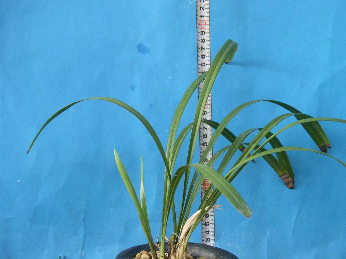 寒蘭　　日向の誉　　バック木に新子　　日向寒蘭連合会登録　　　_2