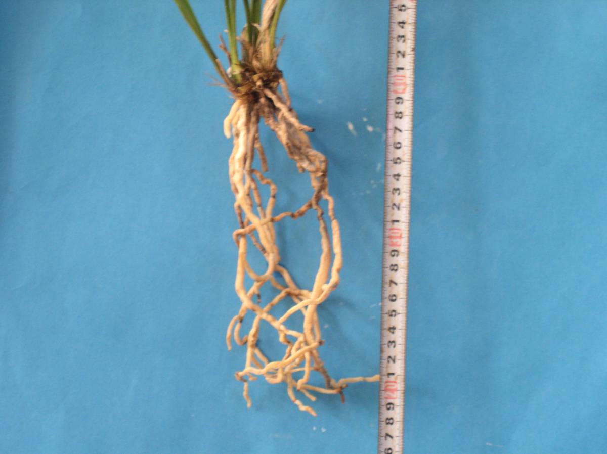 寒蘭　　日向の誉　　バック木に新子　　日向寒蘭連合会登録　　　_3