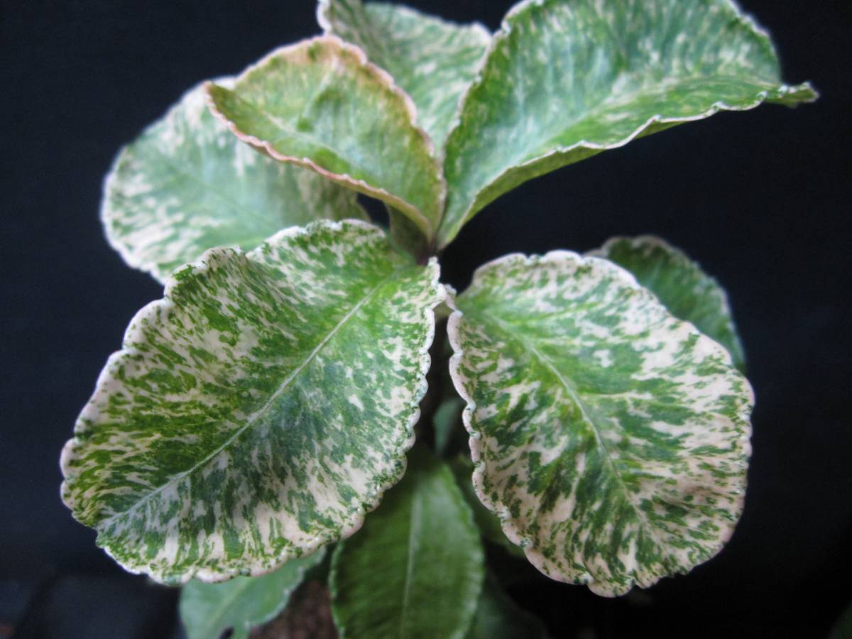 斑入り植物専門店〜錦〜　同梱価格　２点 斑入り植物専門店〜錦〜 同梱価格 2点 斑入り植物専門店〜錦〜 同梱