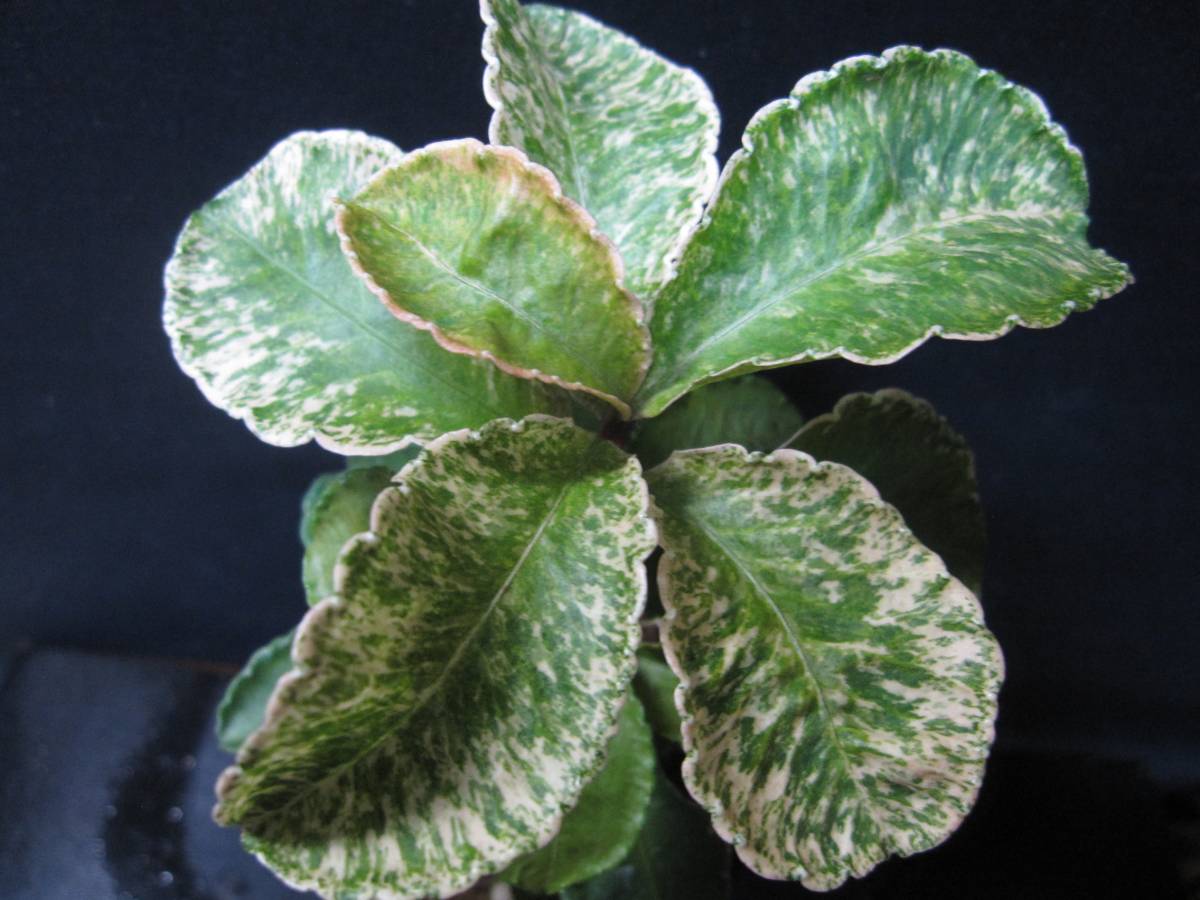 山野草☆斑入り植物【斑入り万両 紫光錦 希少種】