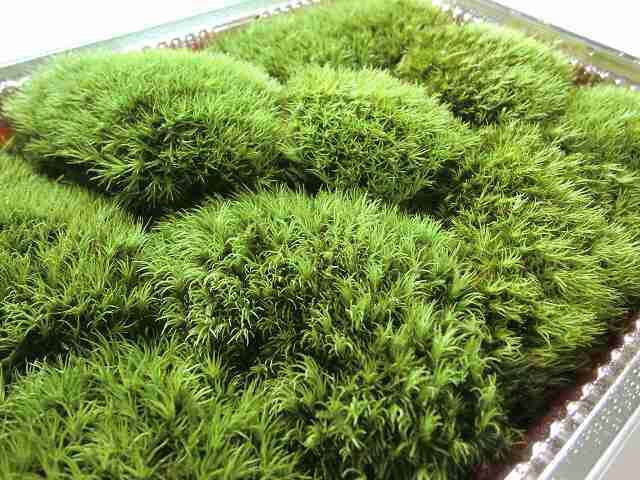 苔 ホソバオキナ苔 美しいモスグリーンの密に詰まった塊の苔。256㎜Ⅹ189㎜入り_1