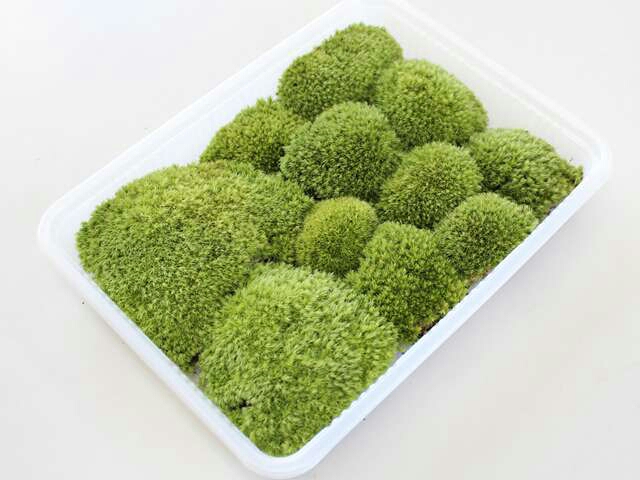 苔 ホソバオキナ苔 美しいモスグリーンの密に詰まった塊の苔。256㎜Ⅹ189㎜入り_3