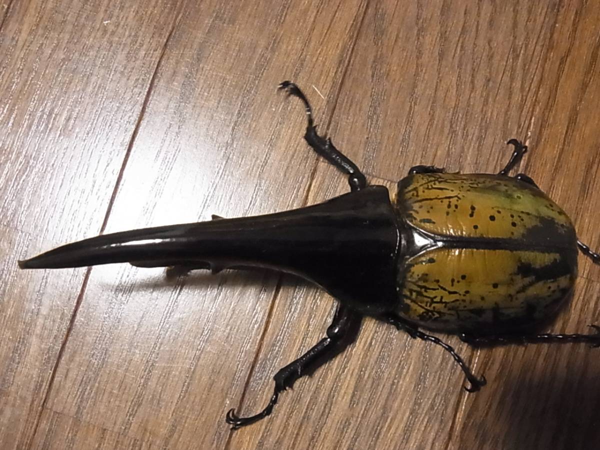 ペア ヘラクレスオオカブト ヘラクレス NO.009 成虫 ♂ 131mm ♀60mm 