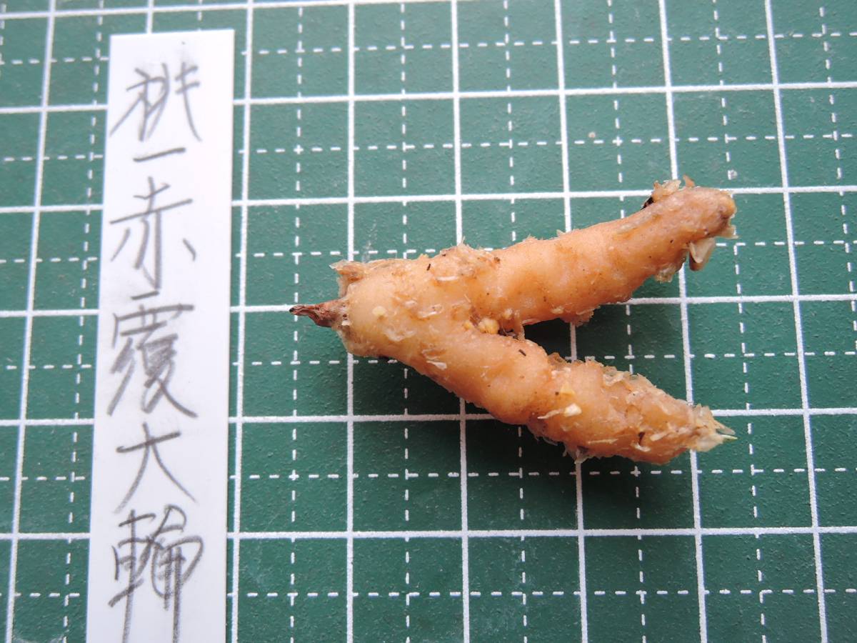 うちょうらん　無銘桃一点赤覆輪花１球　ウチョウラン　羽蝶蘭　山野草　イワチドリ