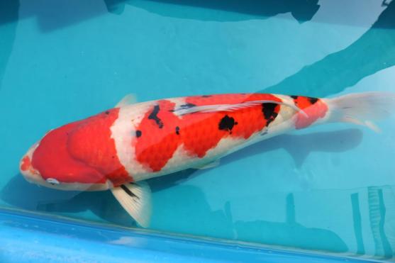 魚酔 】阪井養魚場産 2才 大正三色 57cm 【公式通販】