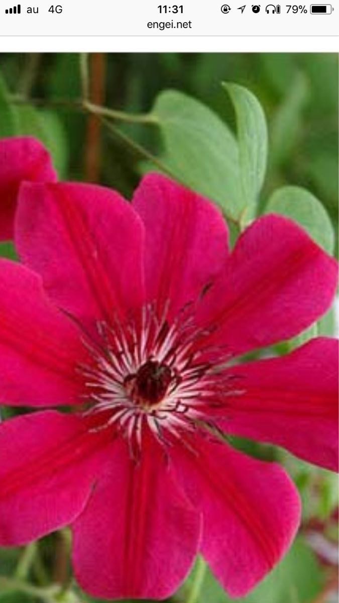 クレマチス苗 アラーナ 赤_1