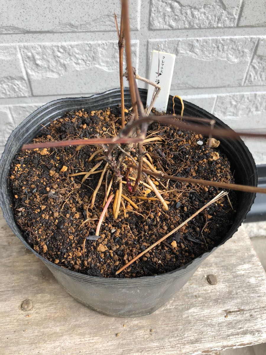 クレマチス苗 アラーナ 赤_2