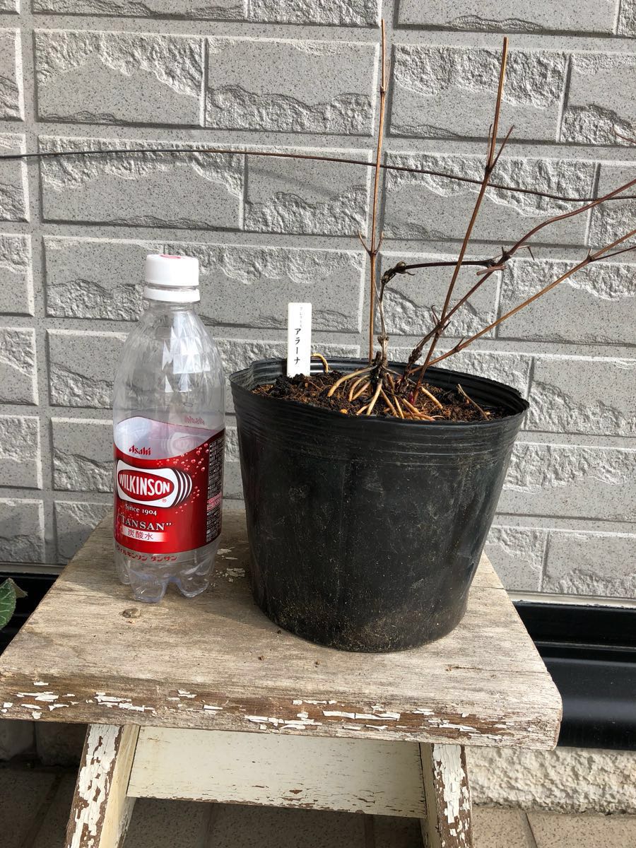 クレマチス苗 アラーナ 赤_4