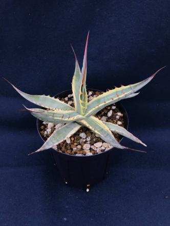 人気，限定SALE アガベ スカブラ錦 Agave scabra variegated