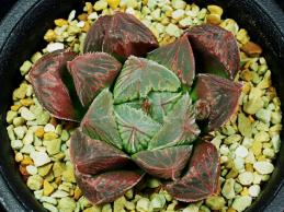 ハオルチア メルカリ - 618．多肉植物 多肉植物 オリジナル実生苗