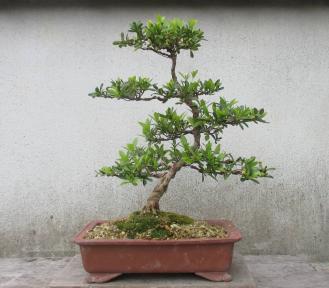 皐月 さつき 盆栽 - メルカリ ① 10号陶器鉢つき 松鏡 大株❗咲き