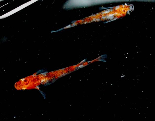 ☆くらすめだか☆茜錦透明鱗メダカ　極上１ペア　ＮＯ２_1