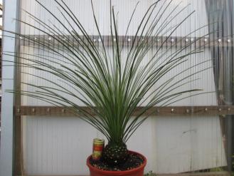 Dasylirion longissimum H100cm ダシリリオン ロンギシマム 大株