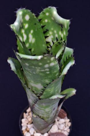 Billbergia Kahakai ビルベルギア カハカイ ブロメリア